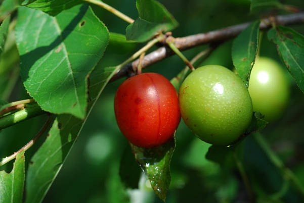 {Prunus munsoniana}